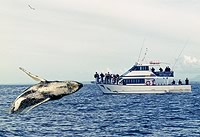 Whale off the coast of NSW