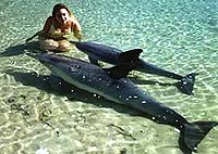 Monkey Mia dolphins
