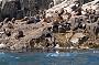 Seals at the Bachelor Pad ~ Tasman Island (Image C.Parsey)