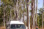 Dry Open Eucalypt Bush