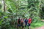 Giant King Fern