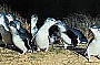 Fairy Penguins