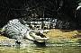 Saltwater Crocodile.