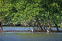 Cairns Habitat Cruise - PM Tour