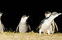 Little Penguins