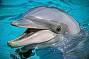 Bottlenose dolphin in Mandurah