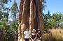 Magnetic Termite Mounds