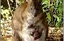 Pademelon with Joey at Lamington NP