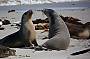 Kangaroo Island 2 day RTV Wildlife Safari