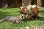 Croc Express Tour