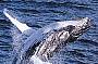 Whale Playing in Jervis Bay Marine Park