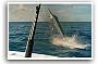 Giant Black Marlin