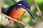 Azure Kingfisher.