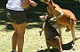 Kangaroo Feeding