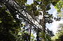  1 Day Mount Tamborine Rainforest Tour