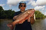 Mangrove Jack