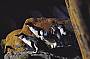 Kangaroo Island 3 day RTV Wildlife Adventure