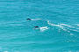 Playful Dolphins
