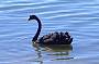 Black Swan