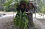 Touching Nature - Fraser Island