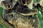 Koala Wildlife