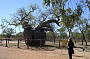 Boab Tree