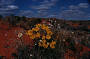 Desert wildflowers