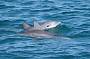 bottlenose dolphins