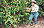 Visiting a coffee plantation 