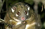 Tour 1  Rainforest Wildlife Tour (Was  Day/Night Rainforest and Wildlife Tour WAWT1-1)