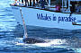 Whale Watching/Canal Cruise BRISBANE Tour