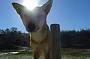 See the Dingos - Fraser Island