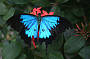 Ulysses Butterfly