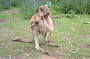 joey kangaroo