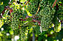 Half Day Swan Valley Winery Tour