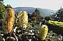 View of Blue Mountains through Native Banksia plants.