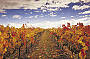 Yarra Valley