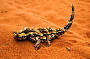 Thorny Devil