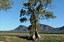 Cazneaux Tree Flinders Ranges