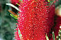 Bottle Brush