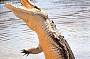 Jumping Crocodile