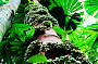 Old Growth Rainforest