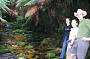 Beautiful Tasmanian rainforests