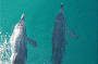Dolphins!
