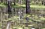Kakadu lily lagoon