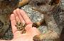 You can hand feed Mareeba rock wallabies