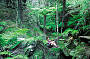 Daintree Wanderer