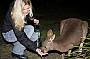 Hand-feed Kangaroos