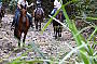 Ride in the Rainforest