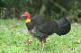 Australian Bush Turkey
